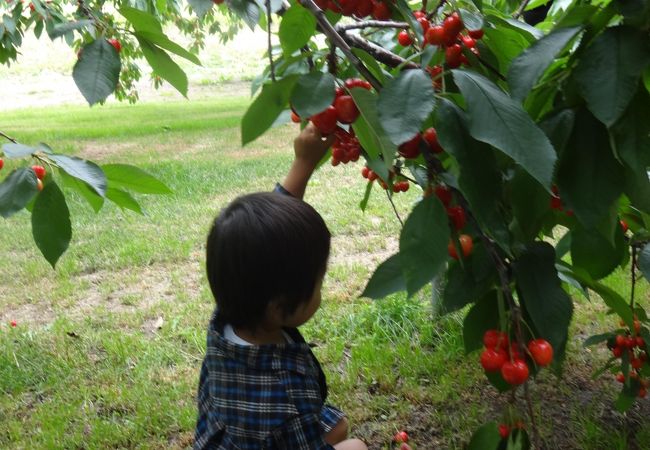 よこやま果樹園