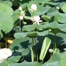 行く途中に蓮の池発見