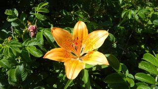 大変整備されていました。遊歩道があってびっくり！