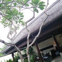 ベッドルーム出入口からリビング撮影。大きなフランジパニの木と