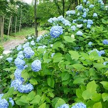 紫陽花が道案内です