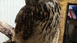 フクロウ好きには最高