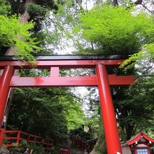 参道にはたくさんのもみじです