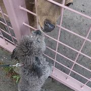 ペットも満足な動物園【伊豆】