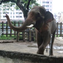 えさをねだるゾウ