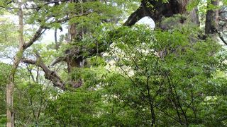 手をつないでいるんですな