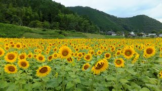 今年も綺麗に咲いてます。