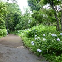 紫陽花がきれいでした