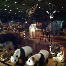 圧巻の剥製たち