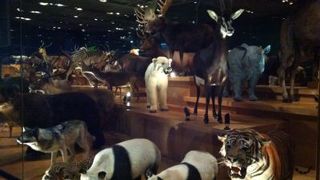 動物の剥製や標本など、貴重なコレクションがずらり！