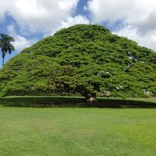 とにかくでっかい！