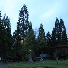 キャンプ場の中には手入れされた大きな杉の木がたくさんでした