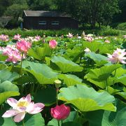 井戸尻史跡公園は花の公園