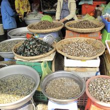 トレサップ川で採れる貝類