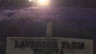 咲き始めのラベンダーもいい