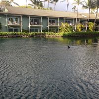 イルカのいるプール