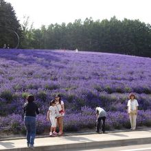 ラベンダーの丘が香る