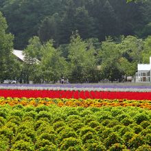 絨毯を敷き詰めたようなお花畑