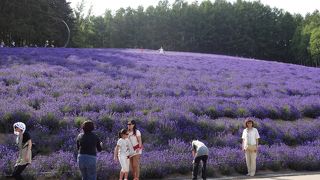 さすが富田ファーム