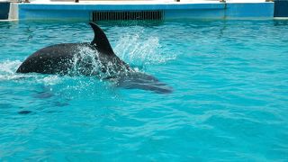 イルカラグーン