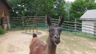 うさぎやモルモットの小動物舎もあります