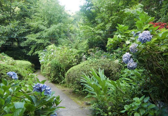 あじさい寺　定林寺