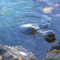 ビーチへ行かなくてもホテル内の池でカメが数匹泳いでる＾＾