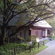 岐阜より移植された薄墨桜があります