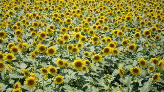 目の前いっぱいに広がるひまわりに感動