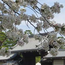 御所の門を借景に。