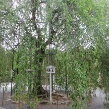 緑のしだれ桜。