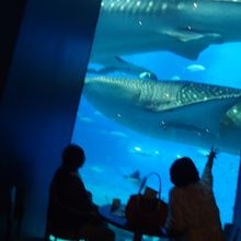 海の中の優雅な舞、魅せてくれて、ありがとう〜♪