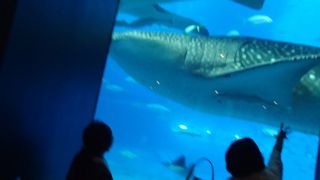 迫力満点、ジンベイザメ、マンタも、超デカ！スゴイ！