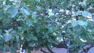 今年もリンゴの実がなっていました