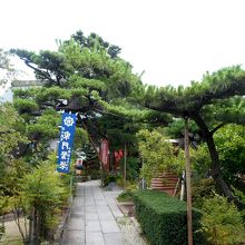 山門過ぎの松をはじめとした見事な植栽。