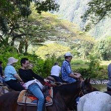 waipio　乗馬ツアー