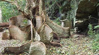 奄美より南でしか見られません