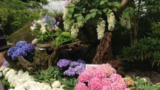 紫陽花の季節の強羅公園