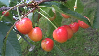 宝石のような さくらんぼ！100個食べられるかな・・・♪