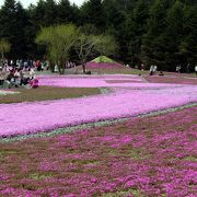 一面に広がる芝桜と富士山の競演!