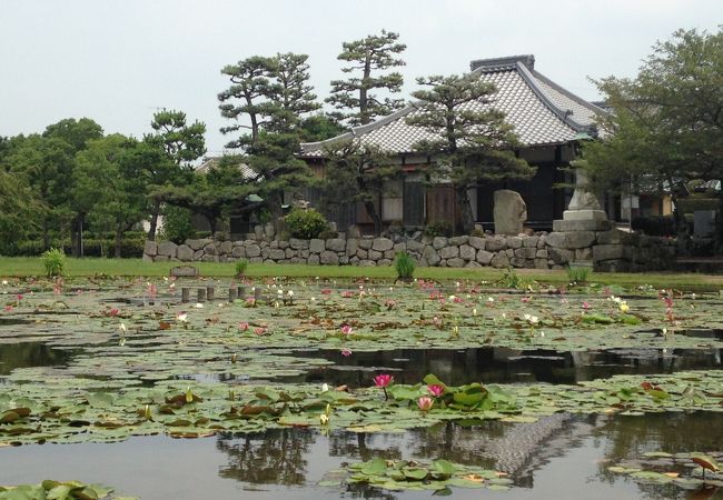 池に咲く蓮の華とお堂の風景が綺麗です!!