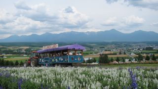 丘の上の花畑から十勝岳連峰の眺め