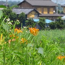 古墳の丘陵に咲く黄色い花