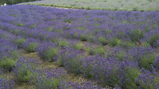 期待以上のラベンダー畑