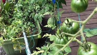 グリーンのカーテンが個性的