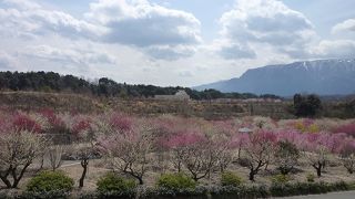 広々したみごとな梅林公園