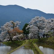 日本の水田と桜の風景