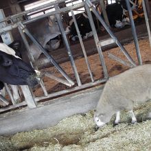 ずうずうしくエサを横取り