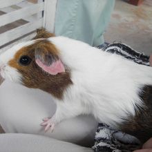 モルモットさわれます！