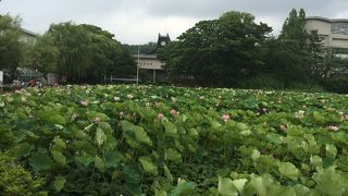 蓮の花が綺麗に咲いていました。